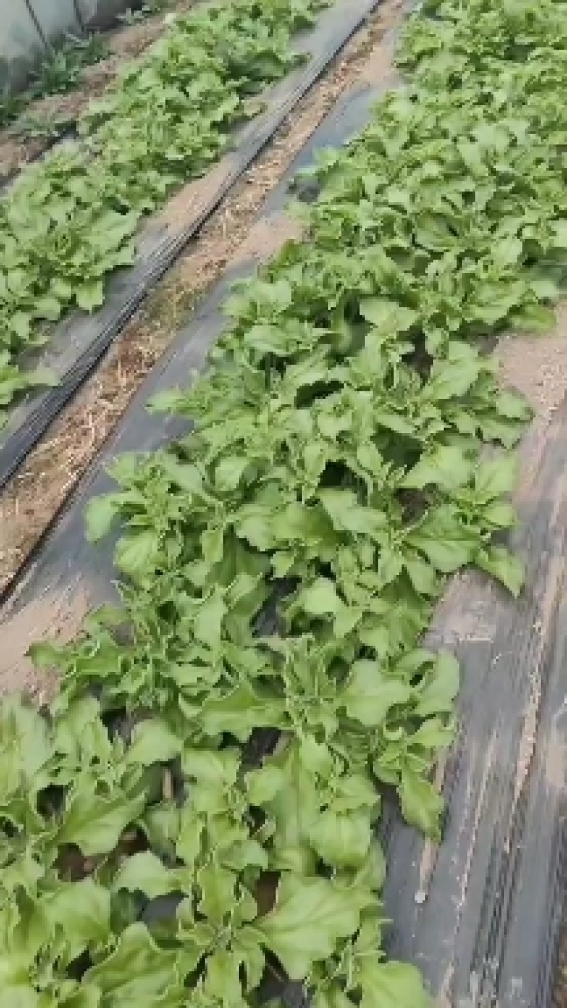 江苏海门冰草非洲冰草大面积基地产地货源充足可对接各大平台批发