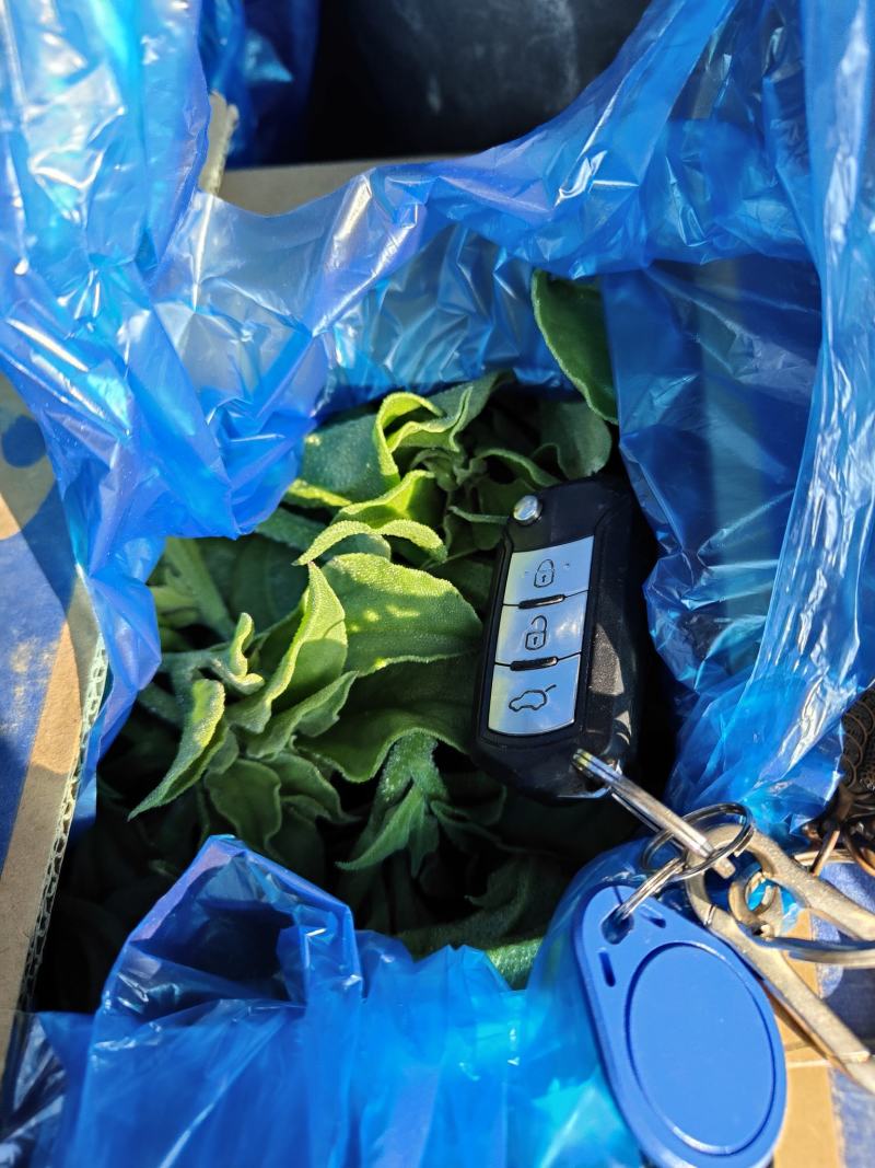 江苏海门冰草非洲冰草大面积基地产地货源充足可对接各大平台批发
