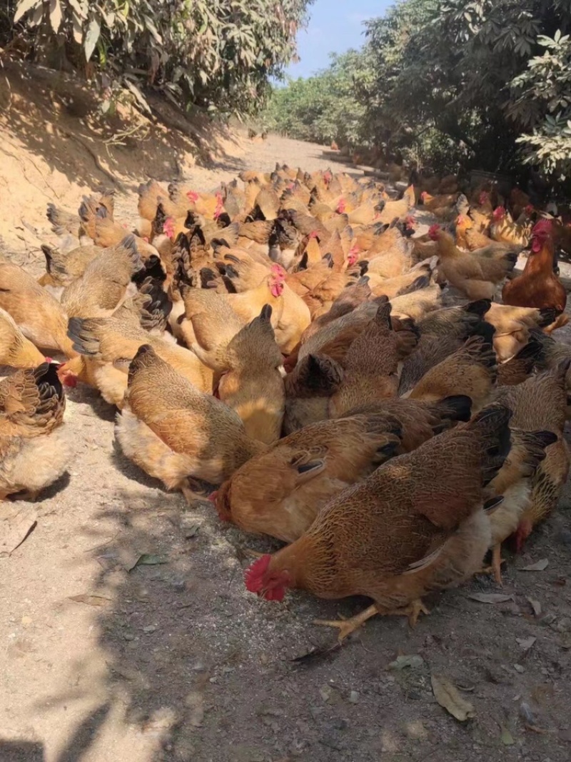 广西灵山镇土母鸡。老水蛋多散养