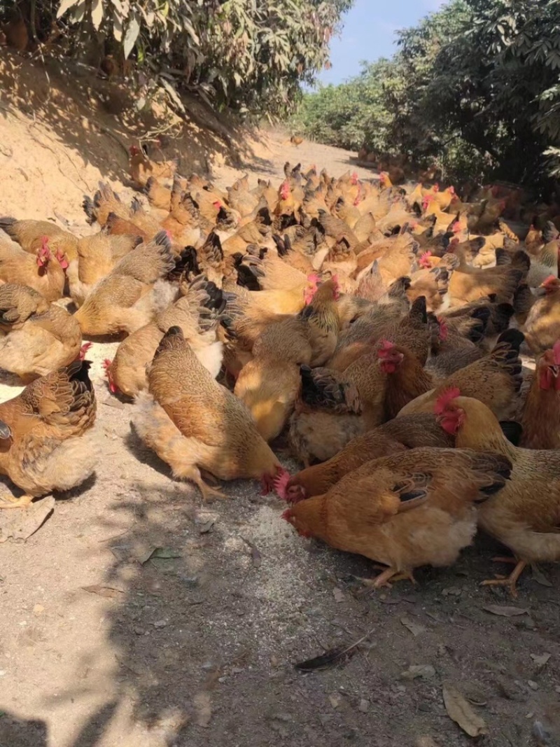 广西灵山镇土母鸡。老水蛋多散养