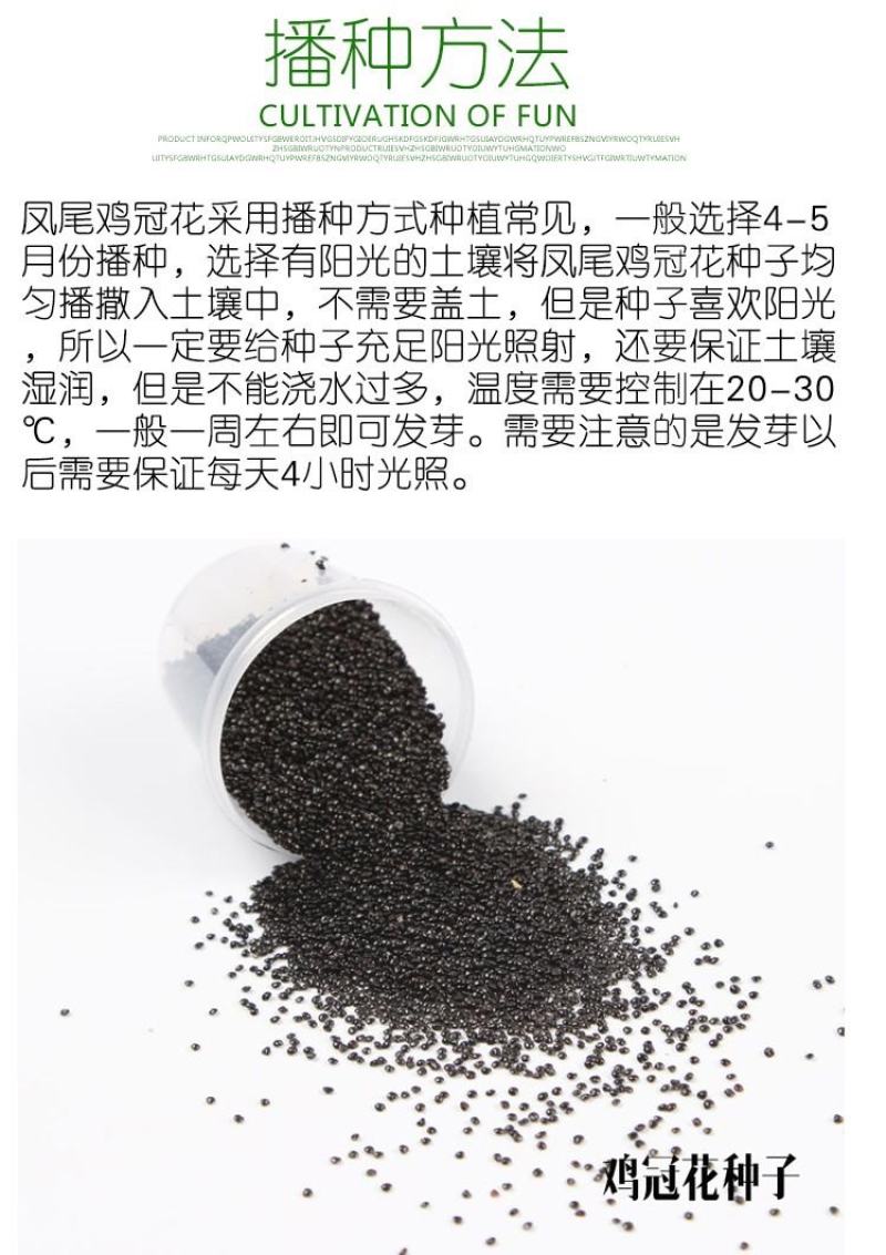 鸡冠花种子凤尾鸡冠花花头状鸡冠花火焰鸡冠花四季花易种易活