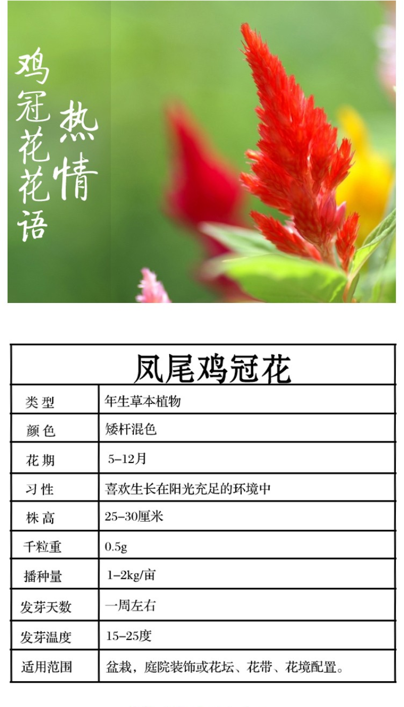 鸡冠花种子凤尾鸡冠花花头状鸡冠花火焰鸡冠花四季花易种易活