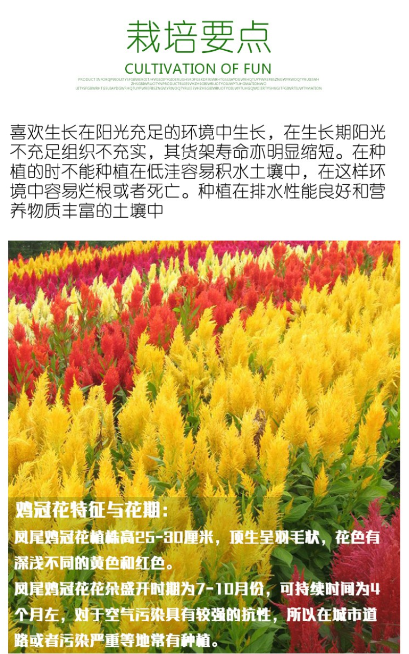 鸡冠花种子凤尾鸡冠花花头状鸡冠花火焰鸡冠花四季花易种易活
