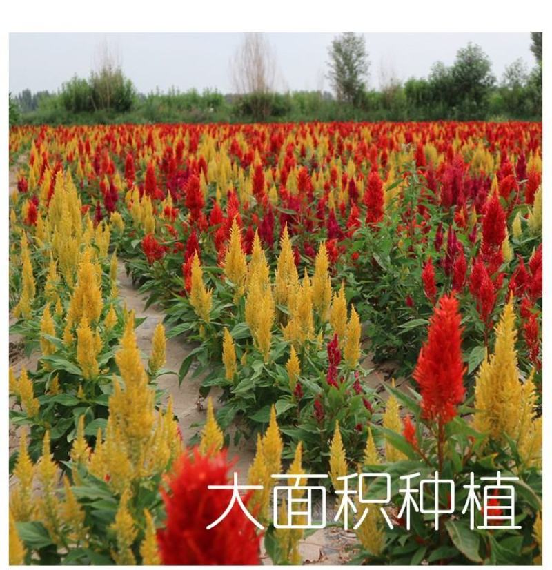 鸡冠花种子凤尾鸡冠花花头状鸡冠花火焰鸡冠花四季花易种易活