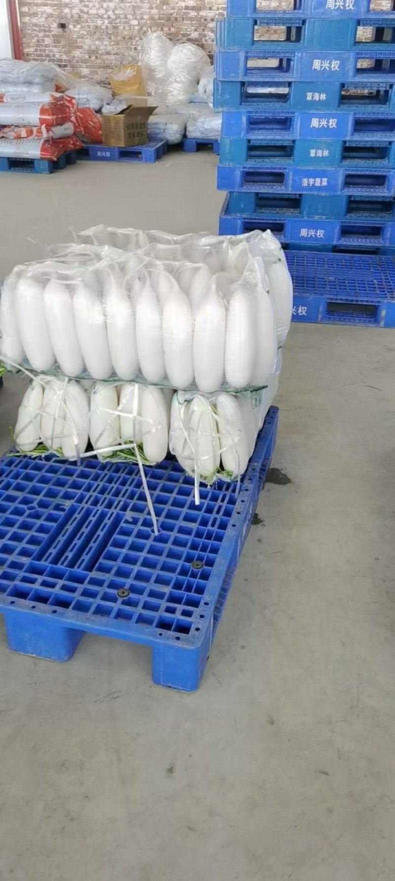 白萝卜，萝卜，长萝卜，韩国萝卜。颜色白净。个头均匀条形好