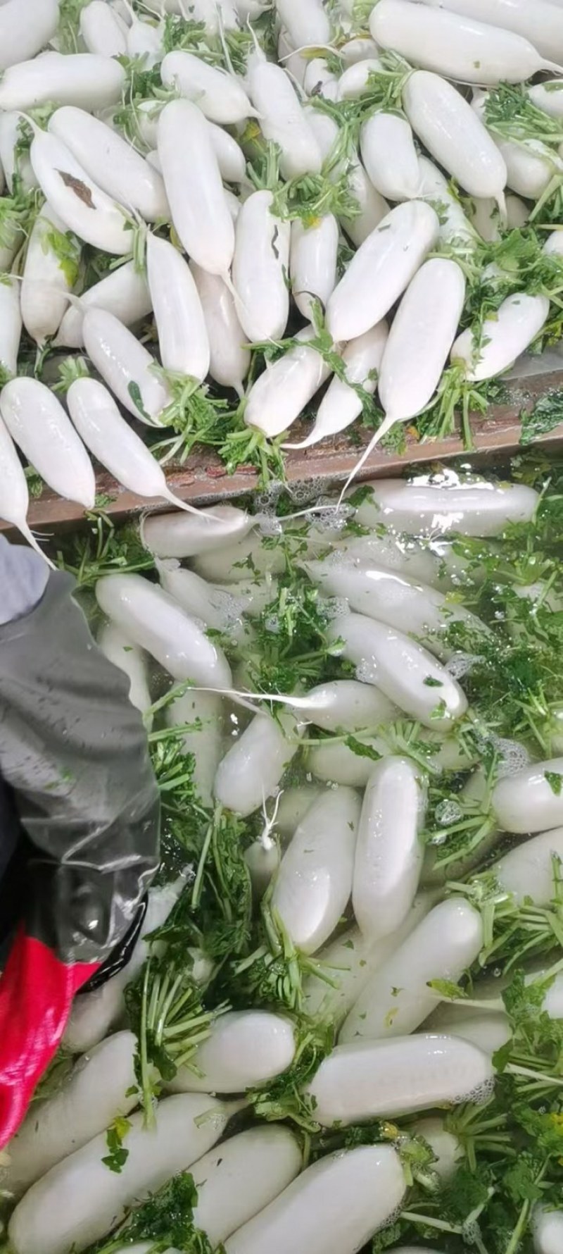 白萝卜，萝卜，长萝卜，韩国萝卜。颜色白净。个头均匀条形好