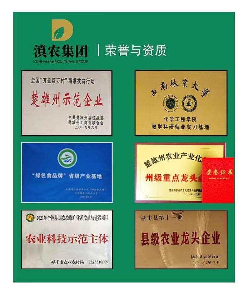 滇黄精苗，多花黄精苗，滇黄精种子，货源充足欢迎来电咨询