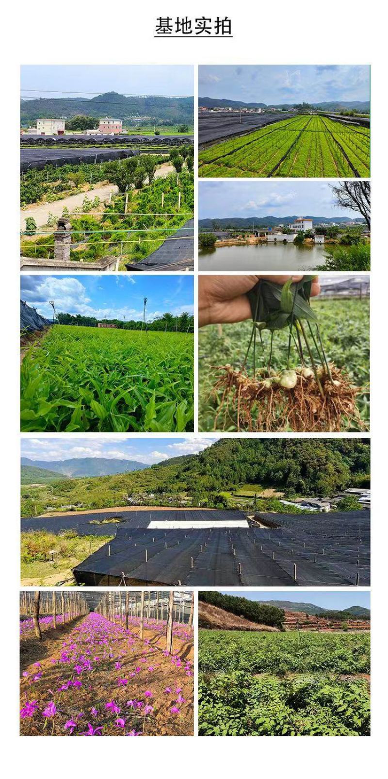 滇黄精苗，多花黄精苗，滇黄精种子，货源充足欢迎来电咨询