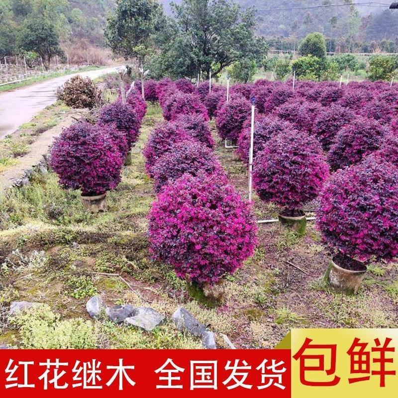 红花继木球红花继木苗60-2米冠幅适合庭院别墅批发零售