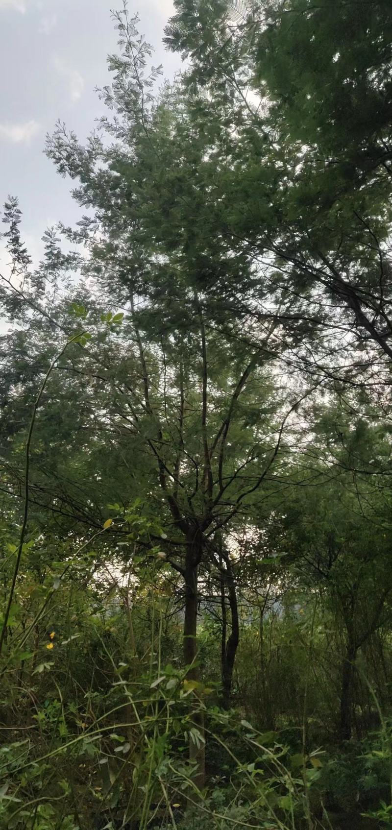 合欢18~20cm