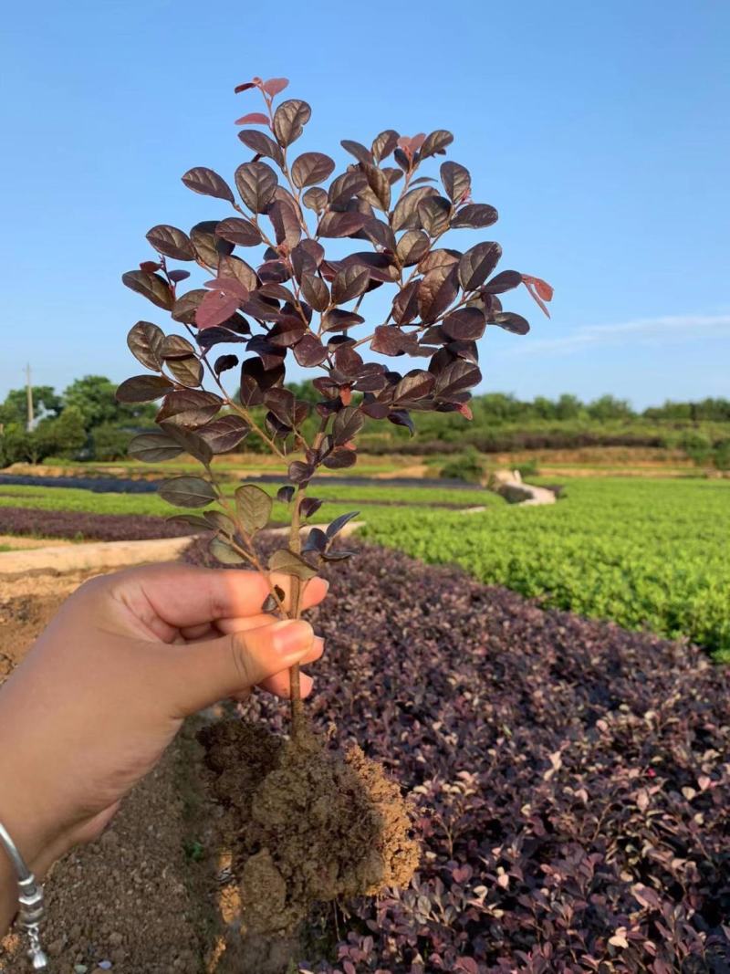 红花继木球红花继木苗60-2米冠幅适合庭院别墅批发零售