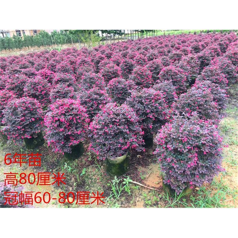 红花继木球红花继木苗60-2米冠幅适合庭院别墅批发零售