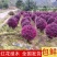 红花继木球红花继木苗60-2米冠幅适合庭院别墅批发零售