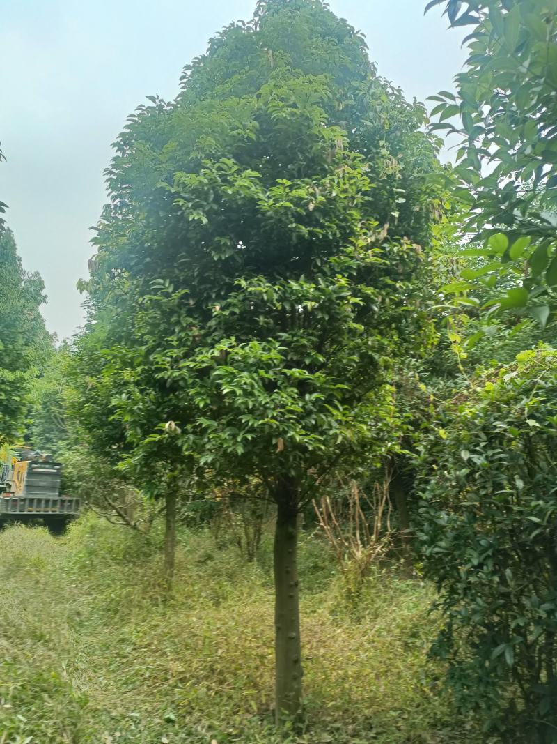 天竺桂3~3.5m