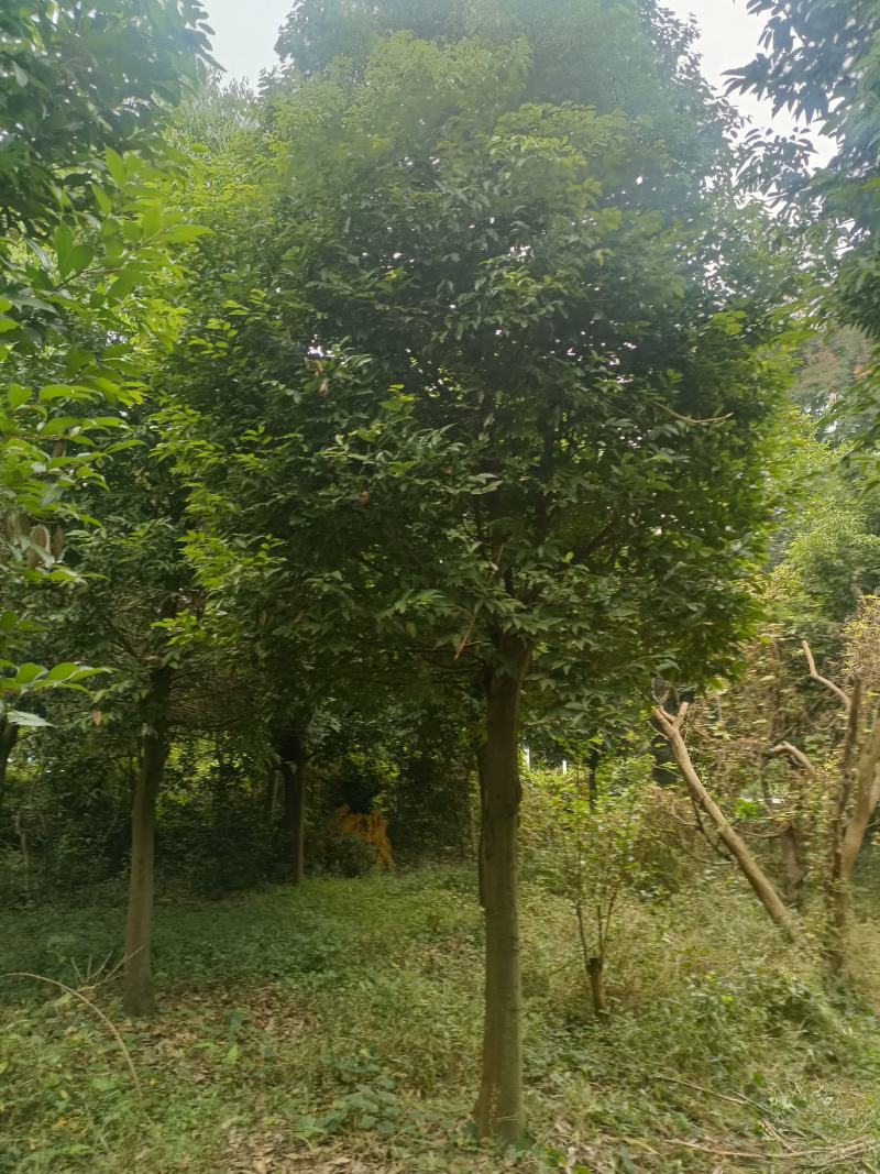 天竺桂3~3.5m