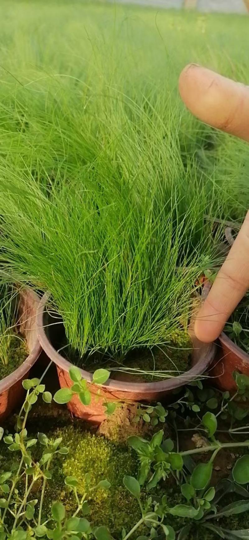 【牛商推荐】细叶针芒，产地一手货源，质量保证，欢迎来电咨询