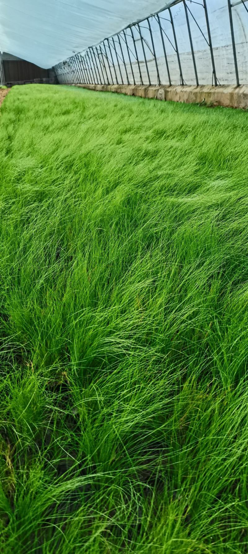 【牛商推荐】细叶针芒，产地一手货源，质量保证，欢迎来电咨询