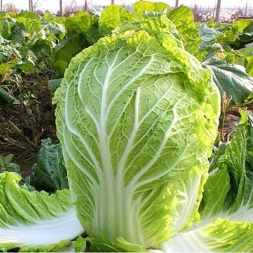 【诚信】富平大白菜青杂系列白菜秦白系列白菜