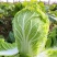 【诚信】富平大白菜青杂系列白菜秦白系列白菜