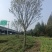 朴树10~12cm10~20cm