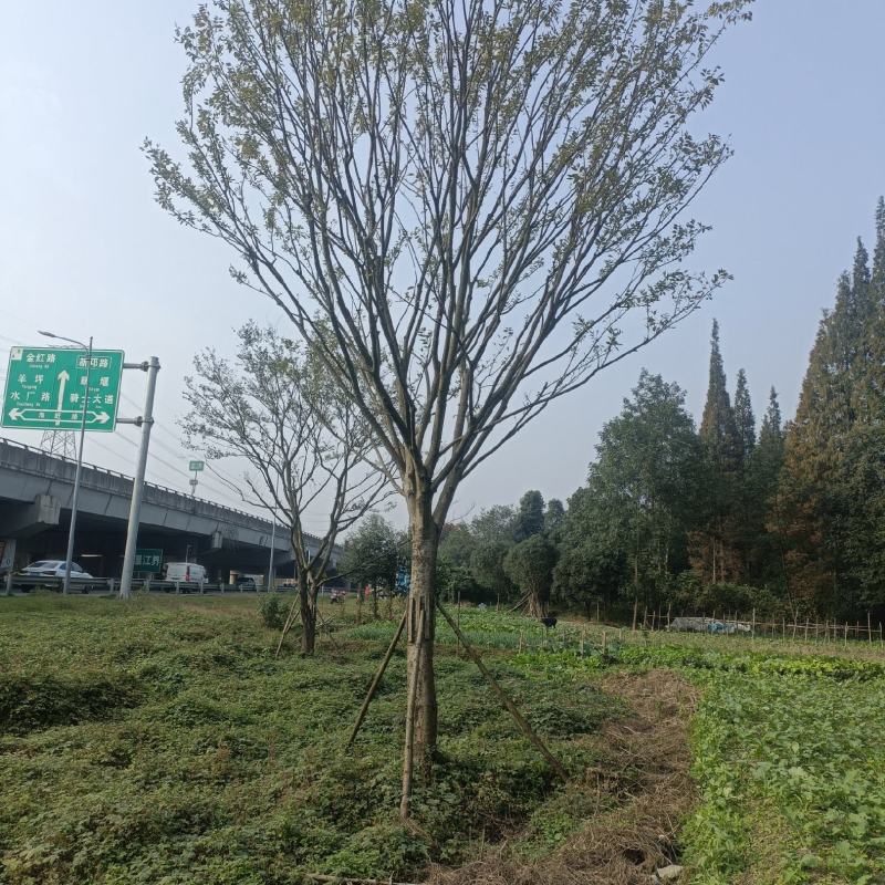 朴树10~12cm10~20cm