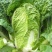 【诚信】富平大白菜青杂系列白菜秦白系列白菜