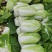 【诚信】富平大白菜青杂系列白菜秦白系列白菜