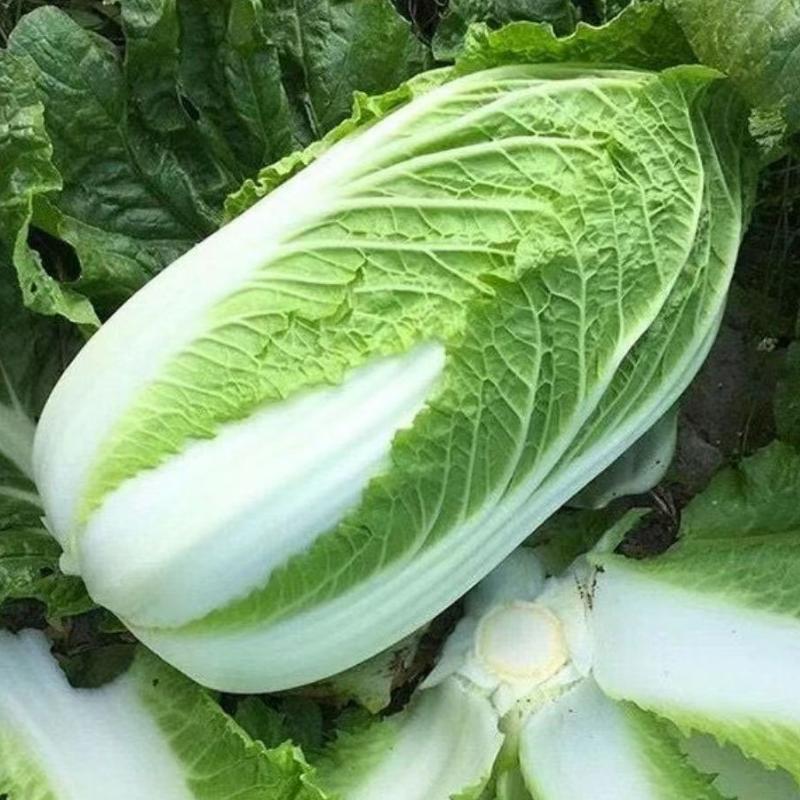 【诚信】富平大白菜青杂系列白菜秦白系列白菜