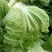 【诚信】富平大白菜青杂系列白菜秦白系列白菜