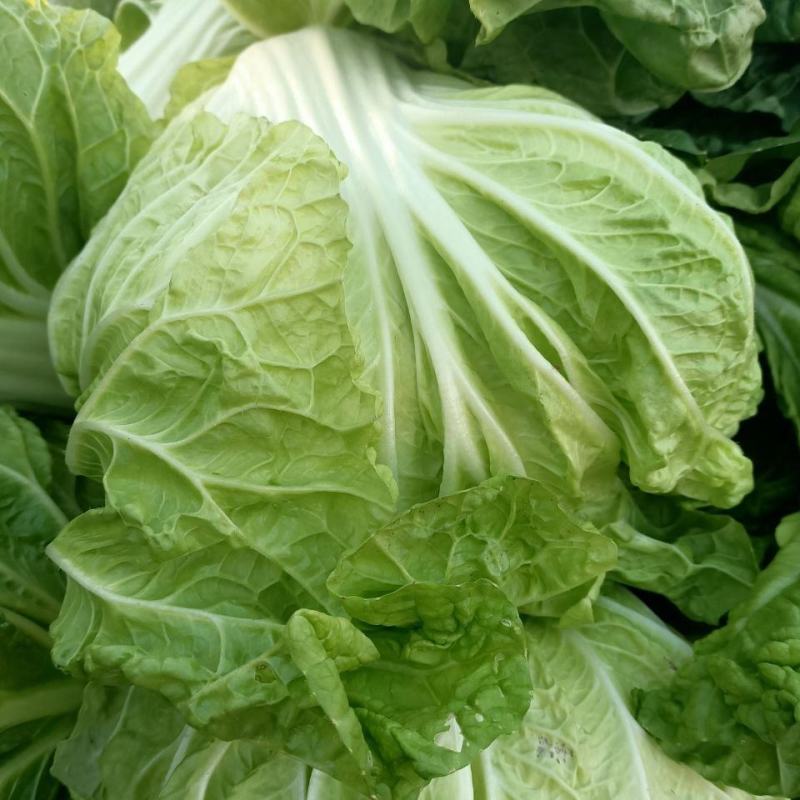 【诚信】富平大白菜青杂系列白菜秦白系列白菜