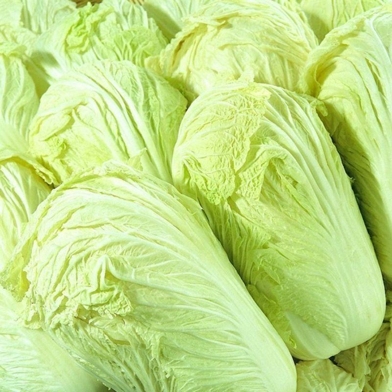 【诚信】富平大白菜青杂系列白菜秦白系列白菜