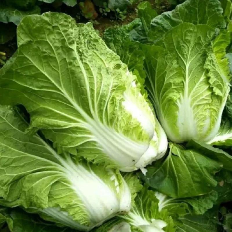 【诚信】富平大白菜青杂系列白菜秦白系列白菜