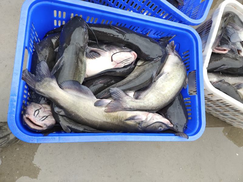 贵州本地养殖生态无油大口鲶