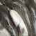 贵州本地养殖生态无油大口鲶