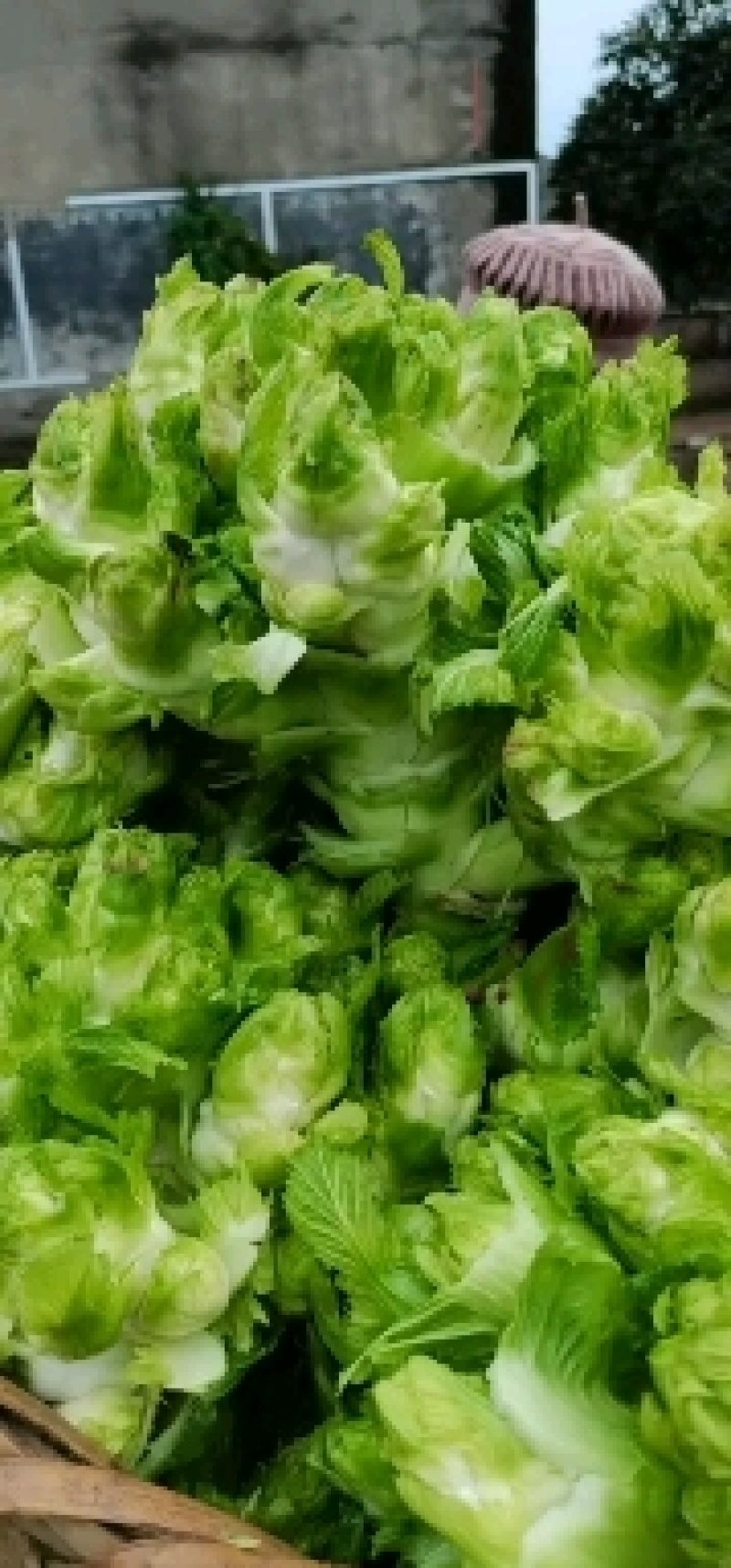儿菜