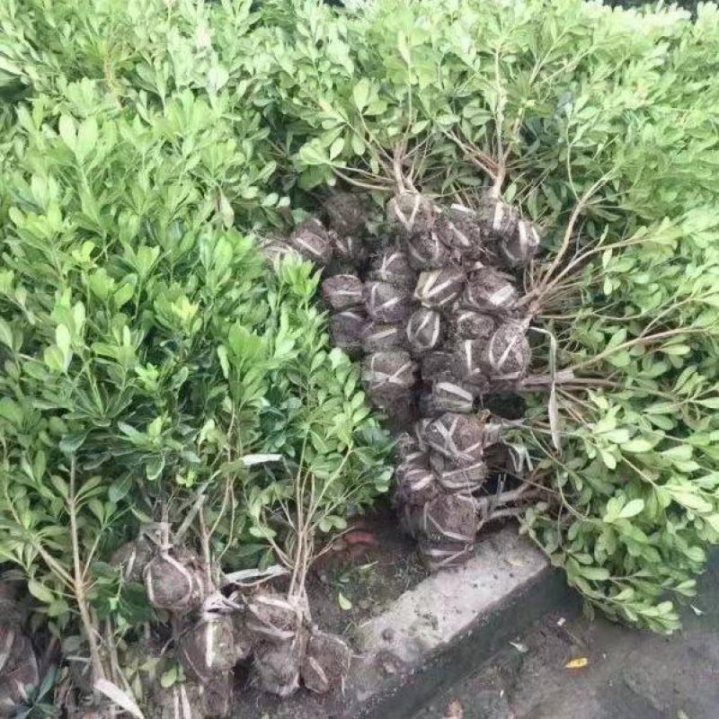 海桐