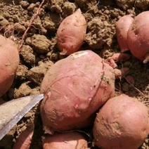 求购西瓜红红薯，加工厂货，3两以上原地通货，500吨。