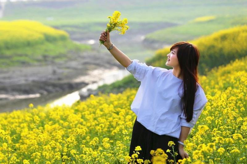 油菜籽四季油菜籽观赏型油菜花种子高产榨油油菜籽易种易存活