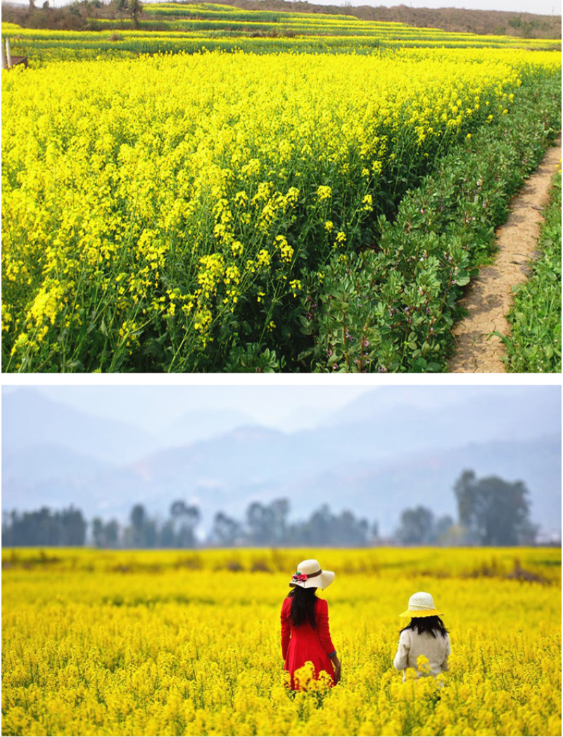 油菜籽四季油菜籽观赏型油菜花种子高产榨油油菜籽易种易存活