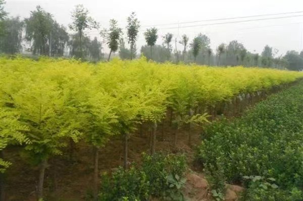 金枝国槐在城市绿化中的应用