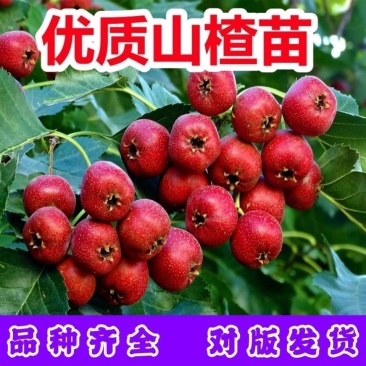 大金星山楂树苗大五棱山楂苗嫁接优质品种现挖现发