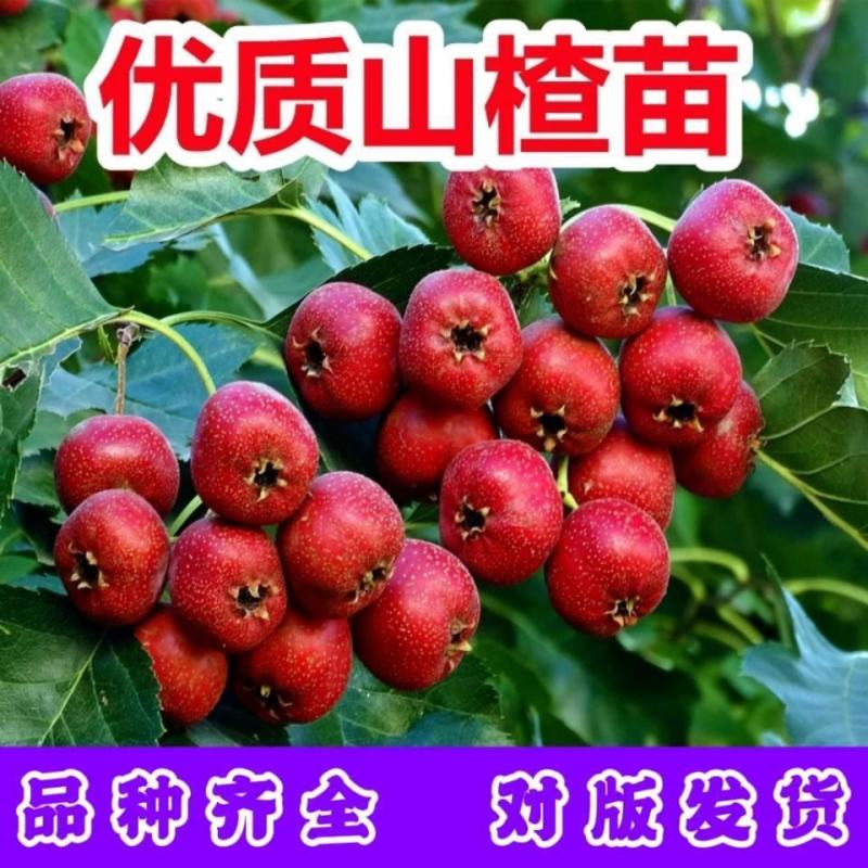 大金星山楂树苗大五棱山楂苗嫁接优质品种现挖现发