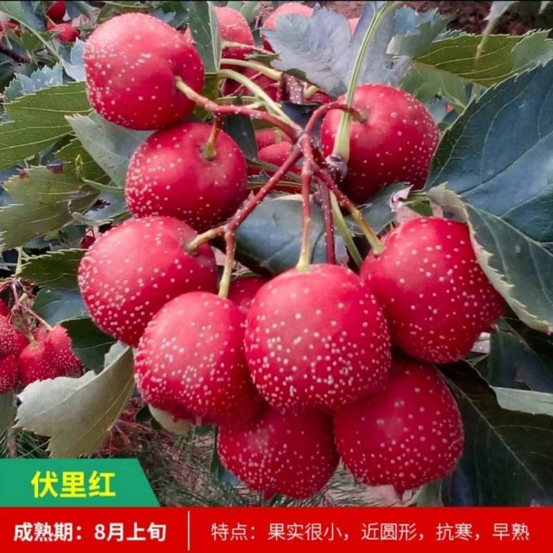 大金星山楂树苗大五棱山楂苗嫁接优质品种现挖现发