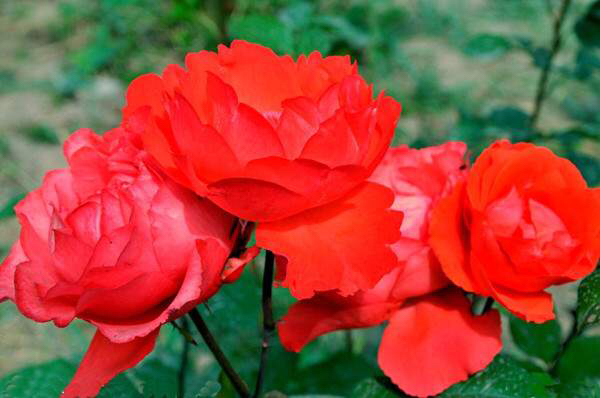 大花美人月季盛开特写