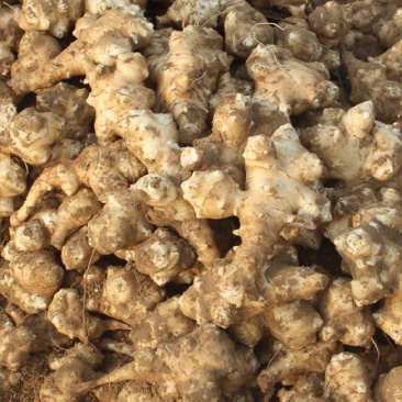 河北广宗大量菊芋出售，纯沙土地