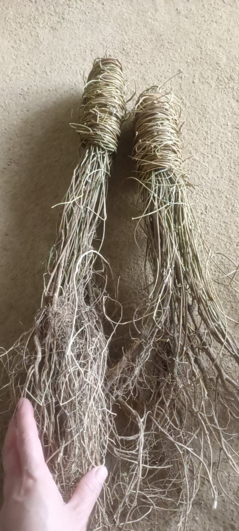 带根长把鸡骨草品质质量很好长年供应