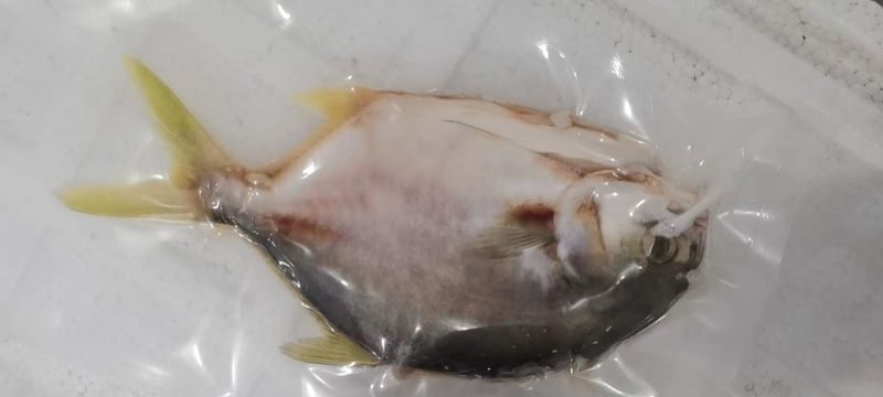 广东湛江金鲳鱼一夜埕鱼干具备生产许可证出口食品加工许可证