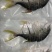 广东湛江金鲳鱼一夜埕鱼干具备生产许可证出口食品加工许可证