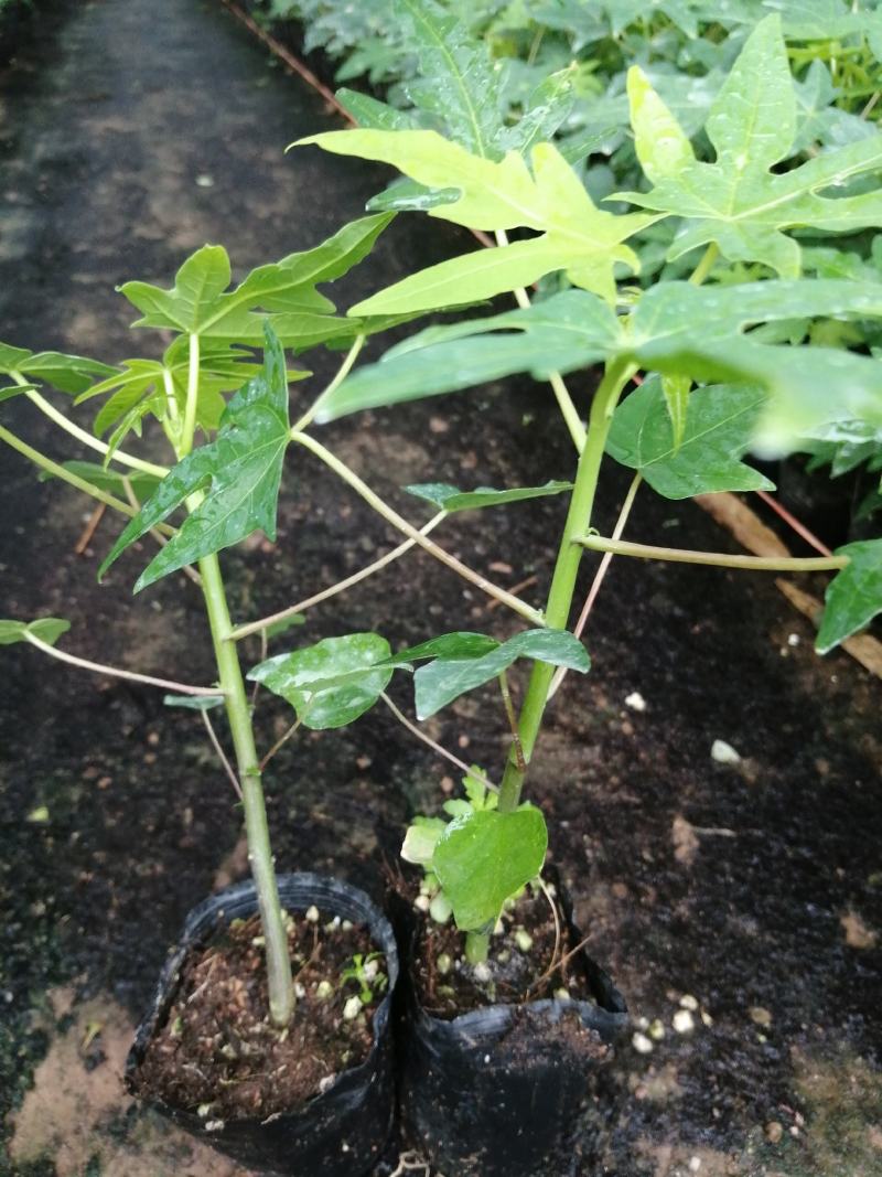 大青木瓜苗