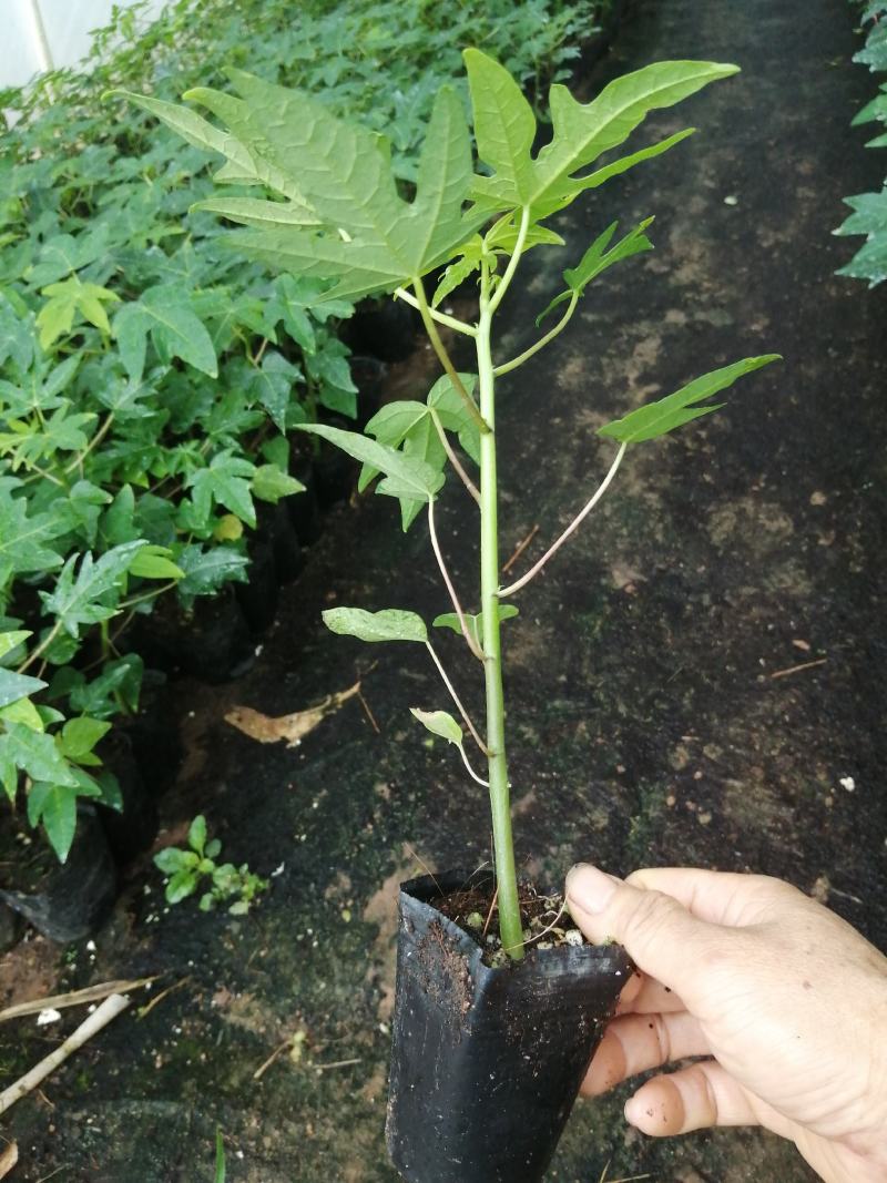 大青木瓜苗